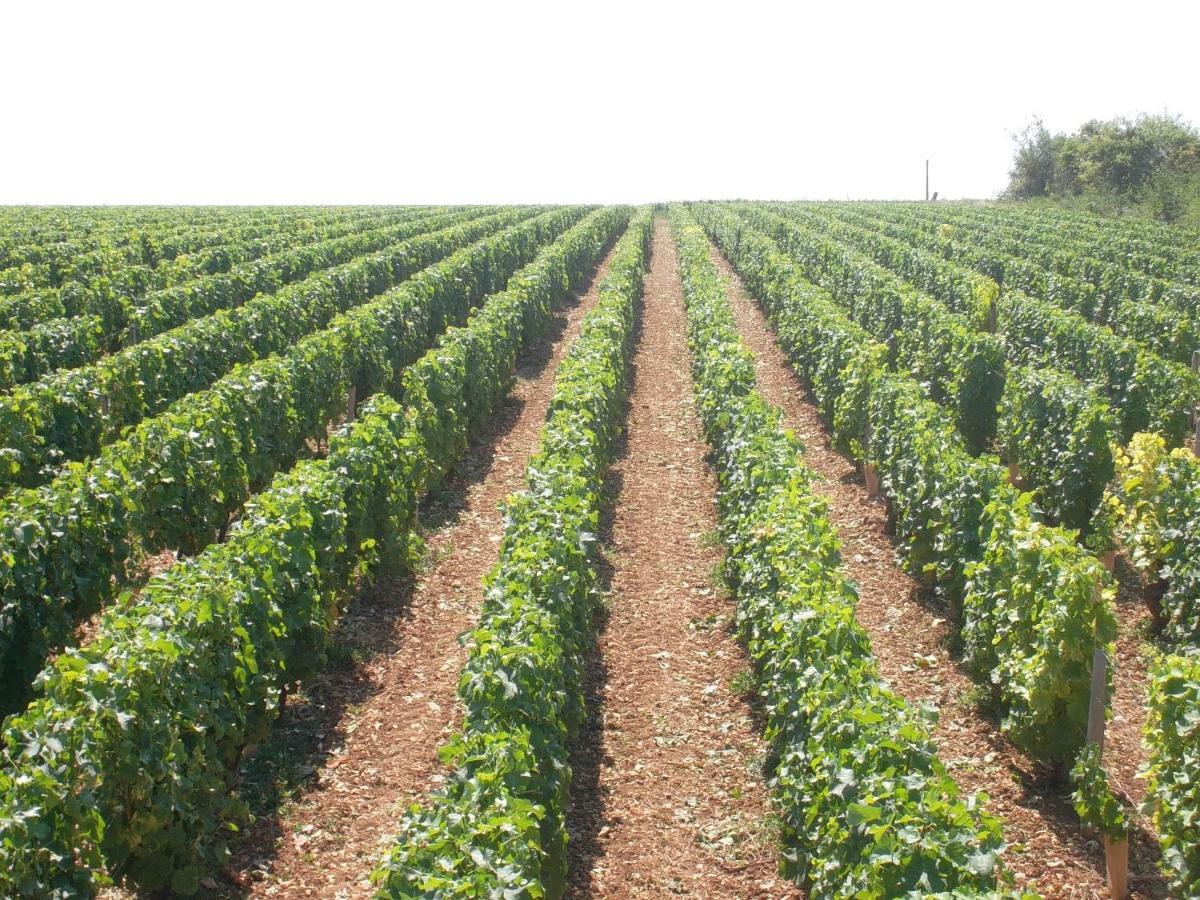 Armalou Acomodação com café da manhã Pouilly-sur-Loire Exterior foto